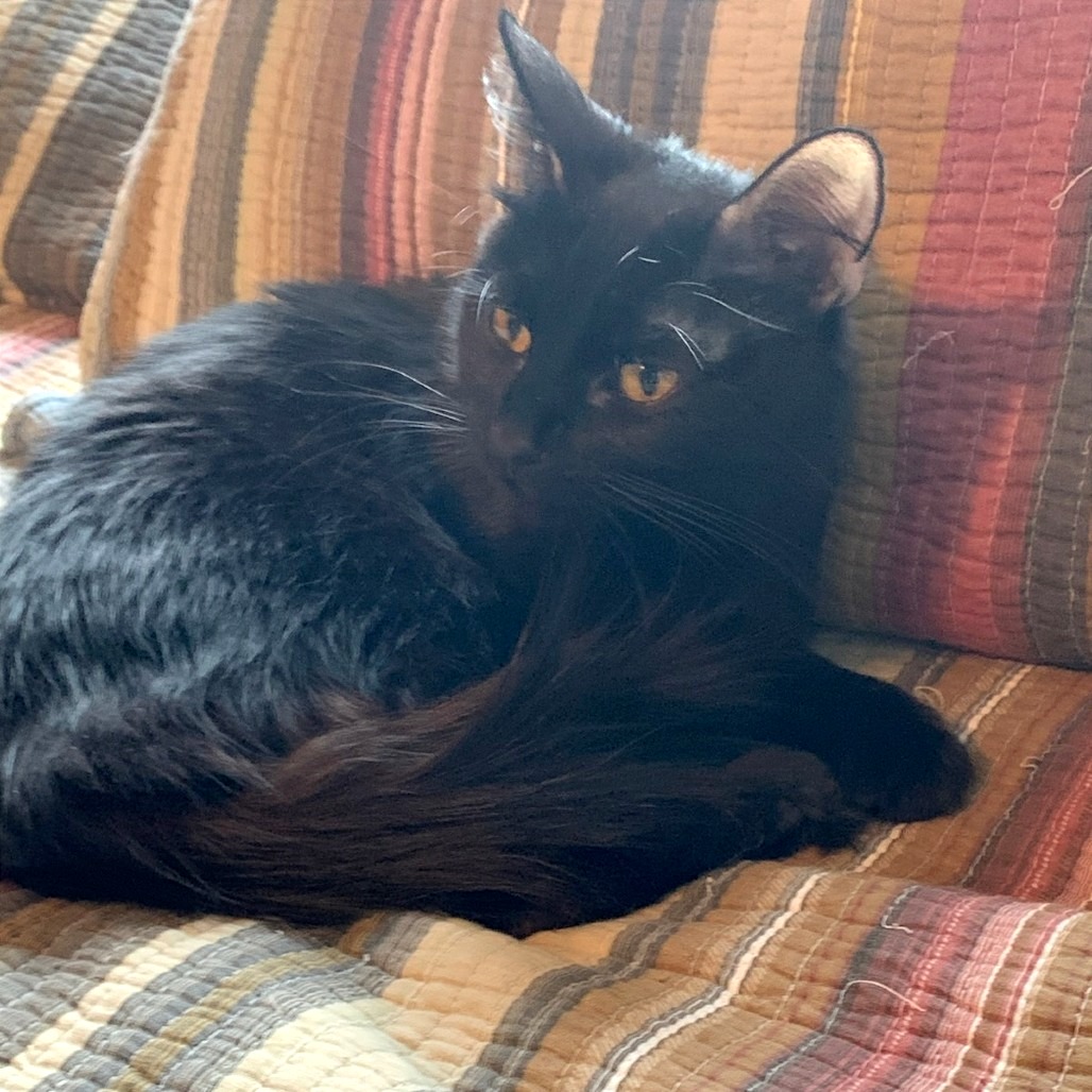 Miss Silky