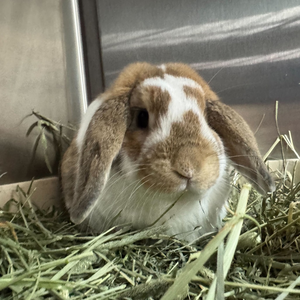 Thumper, photo 2