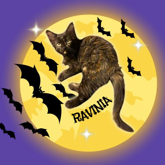 RAVINIA - Domestic Shorthair for adoption in Mesa