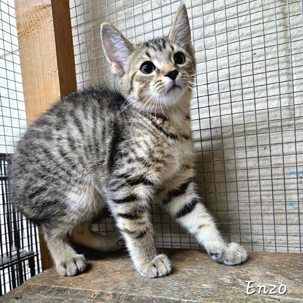 ENZO - Domestic Shorthair available for adoption