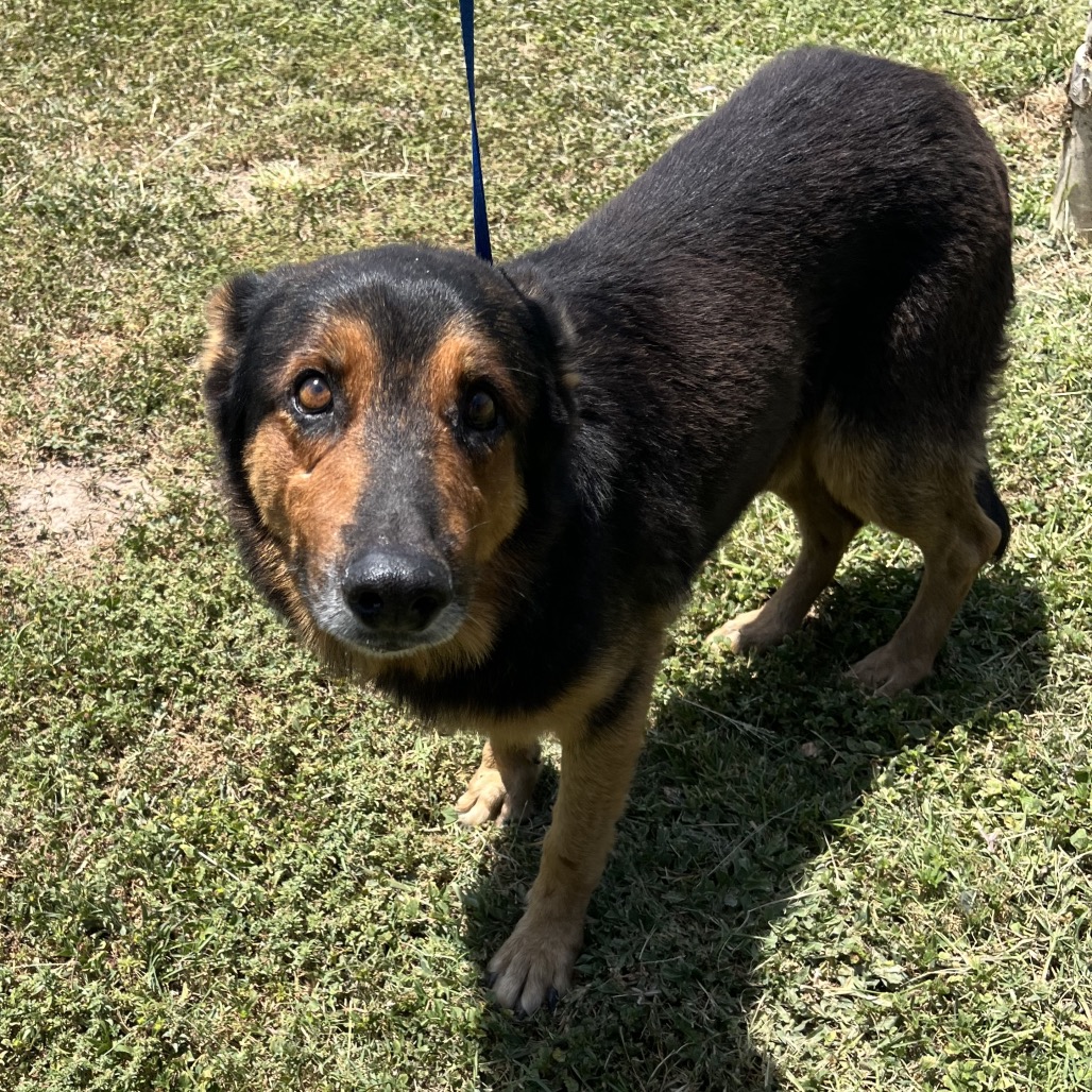 AVISPA - Shepherd / Mix available for adoption