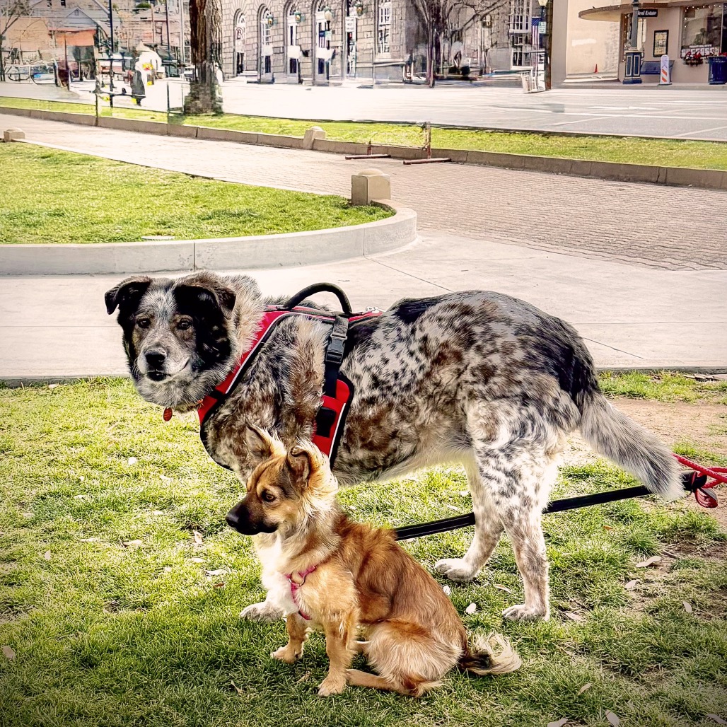 Tanzie — thumbnail 4