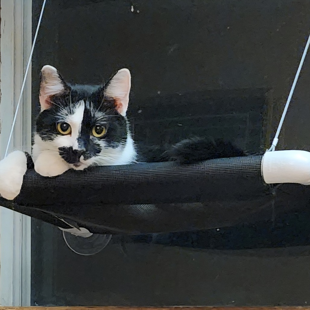 Moo, an adoptable cat