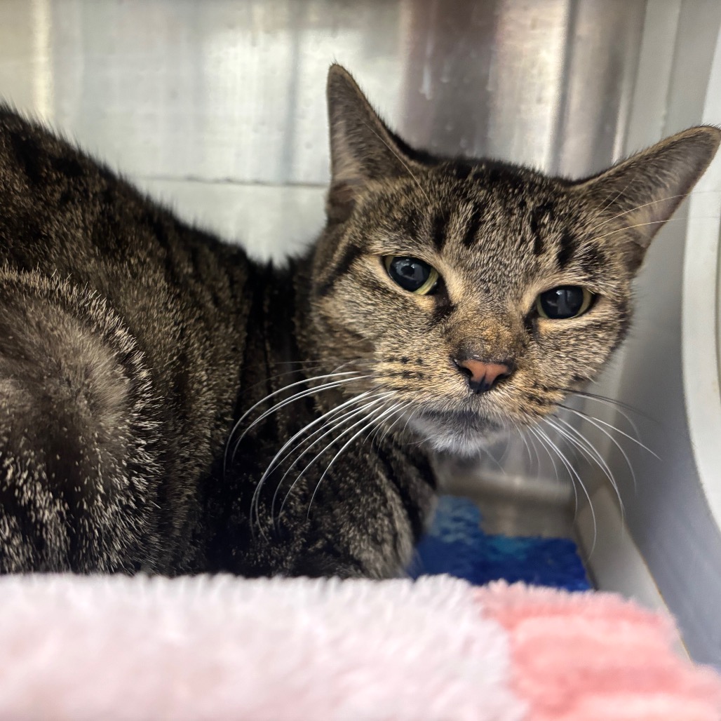 Photo of Ember, a cat adopted from Gulf Coast Humane Society