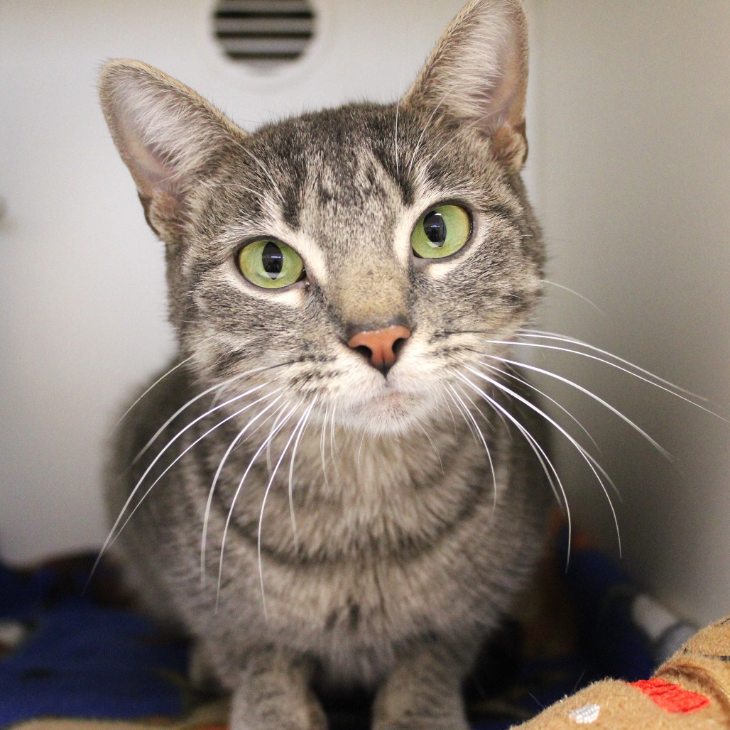 Jadis — thumbnail 4