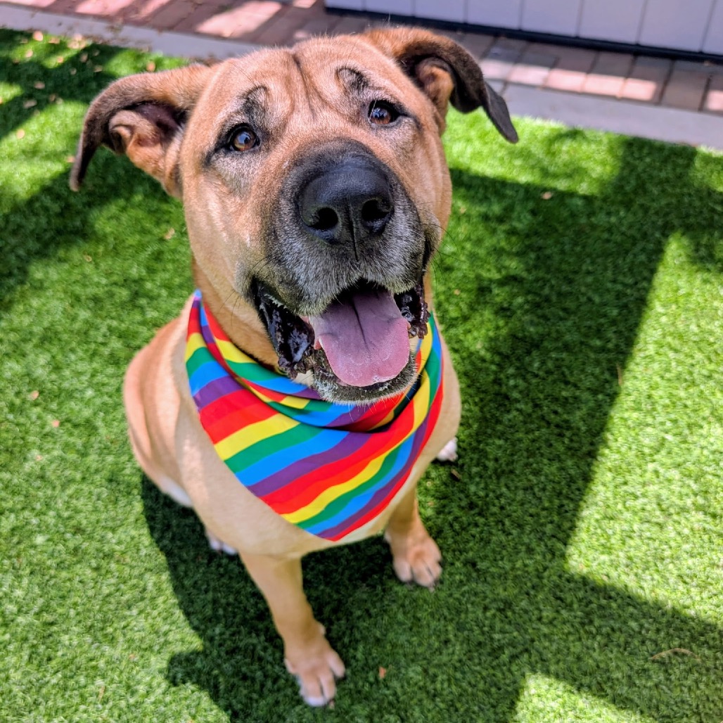 AVA - Mixed Breed (Large) / Mixed Breed (Large) available for adoption