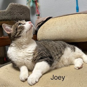 Joey--In Foster, photo 4