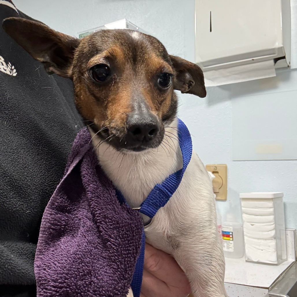 Chopper — thumbnail 2