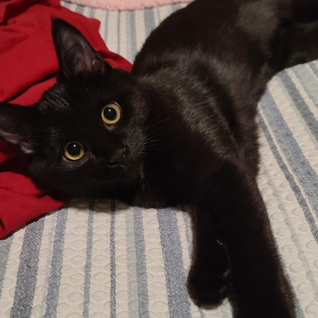 LEAH - Domestic Shorthair for adoption in Mesa