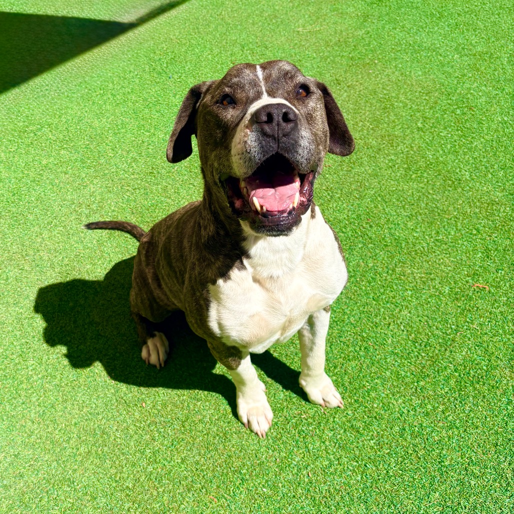 BUDDY - PAWS - Mixed Breed (Large) for adoption in Las Cruces
