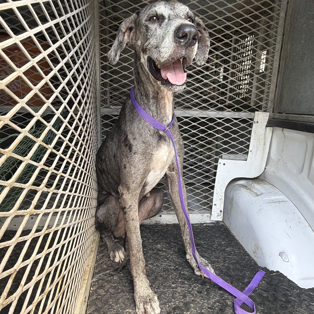 QUIN - Great Dane available for adoption