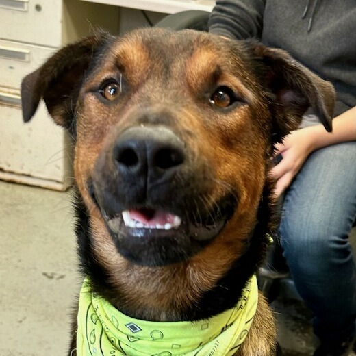 Stallone — thumbnail 4