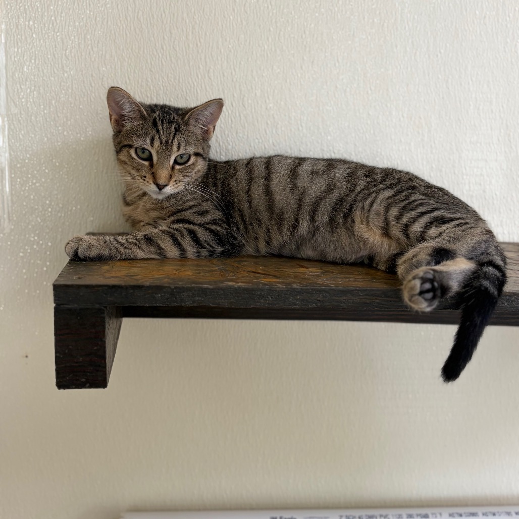 Twix 26-08-002, photo 2