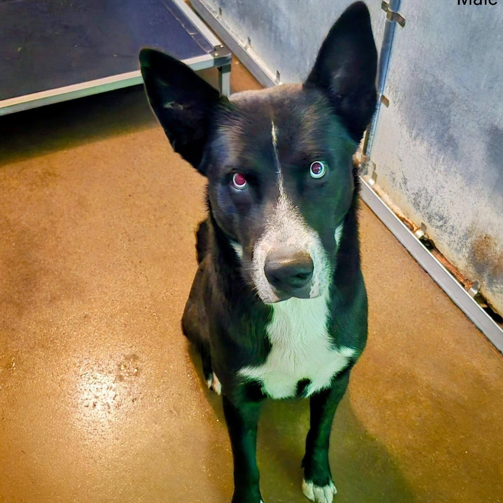 Emerson, available for adoption at PVAS