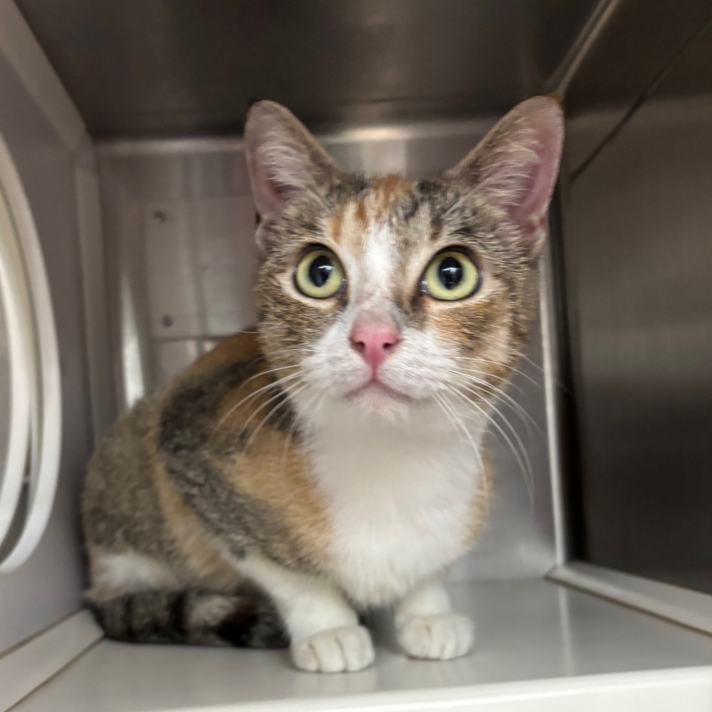 Photo of Natasha, a cat adopted from Gulf Coast Humane Society