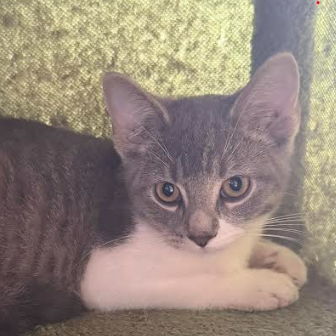 Colt, available for adoption
