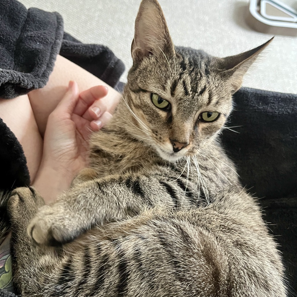 King Arthur is available for adoption at Trash Cat Rescue