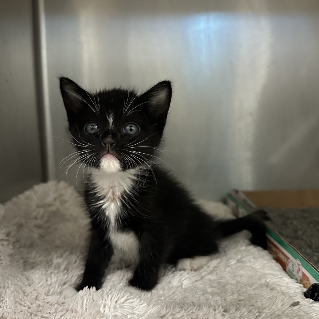 DENI - Domestic Shorthair / Mix available for adoption