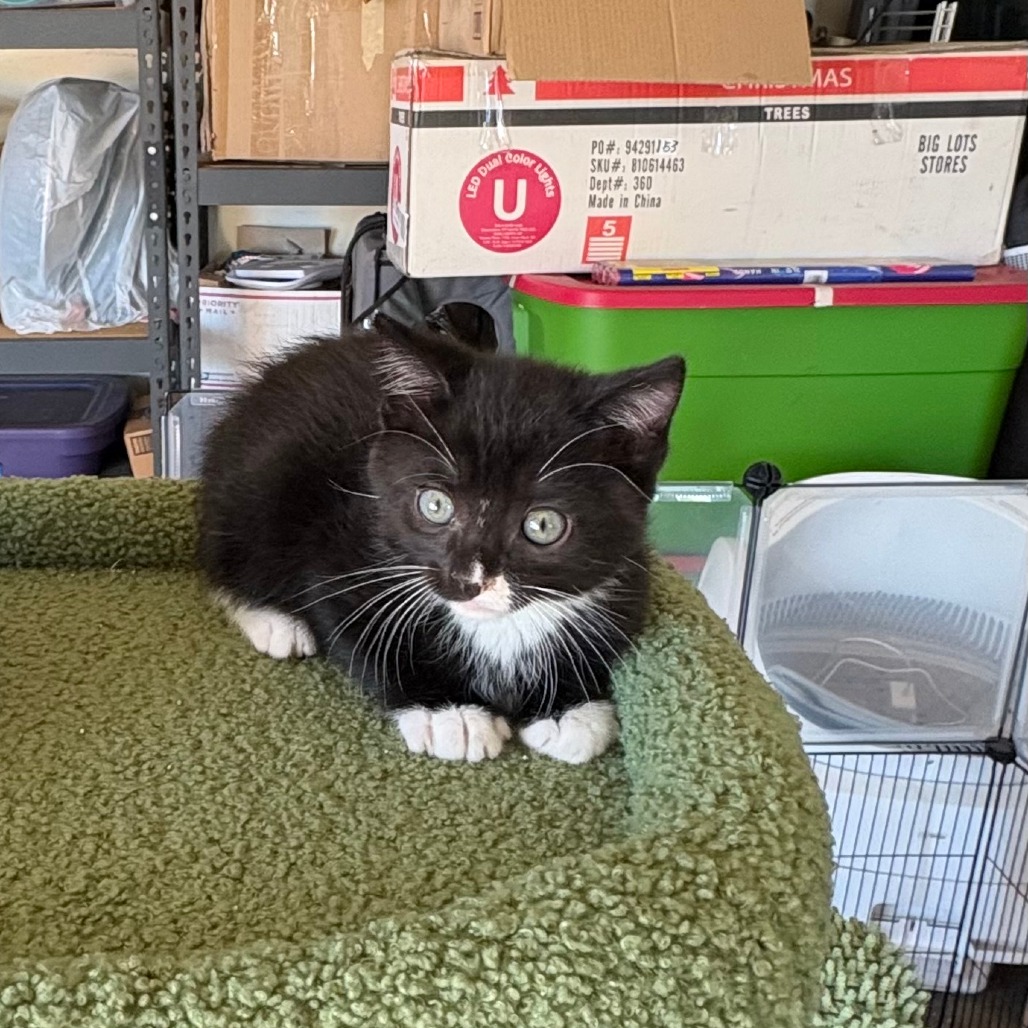 MAX - Domestic Shorthair available for adoption