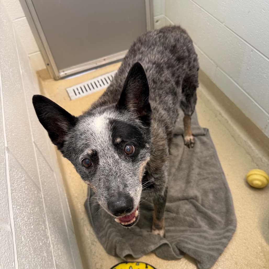 HAZE - Cattle Dog / Australian (Blue Heeler) available for adoption