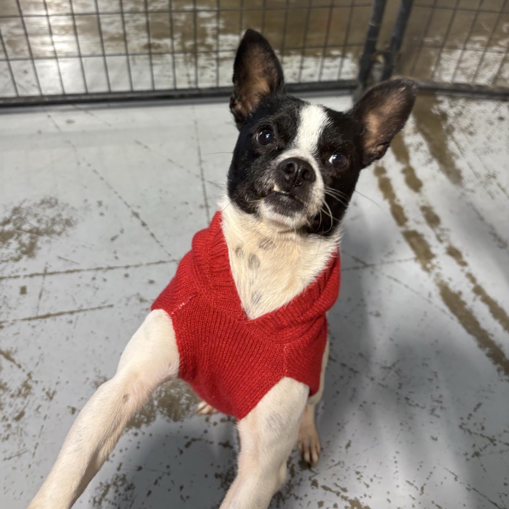 Monkey — thumbnail 3