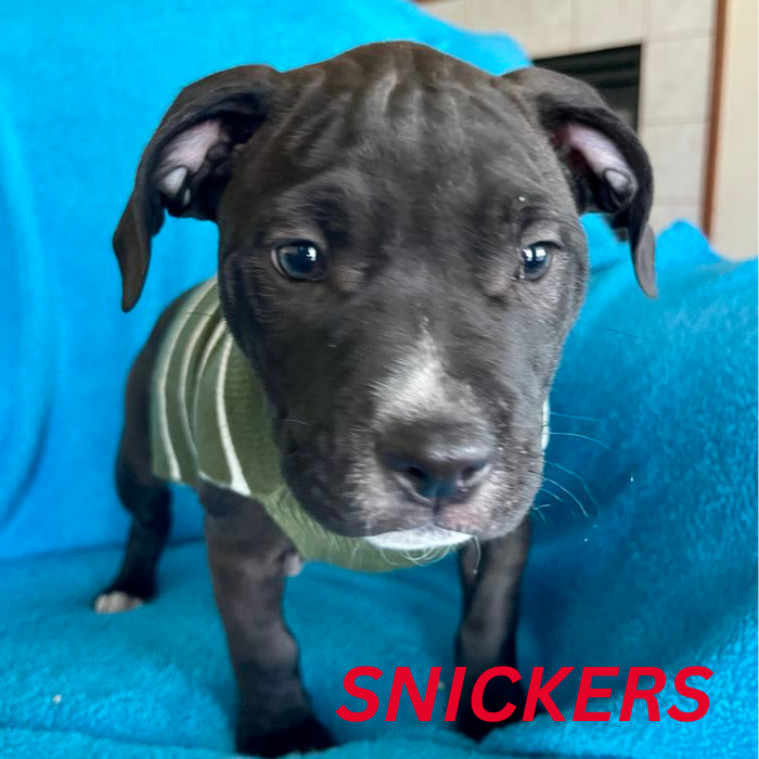 Photo of Snickers