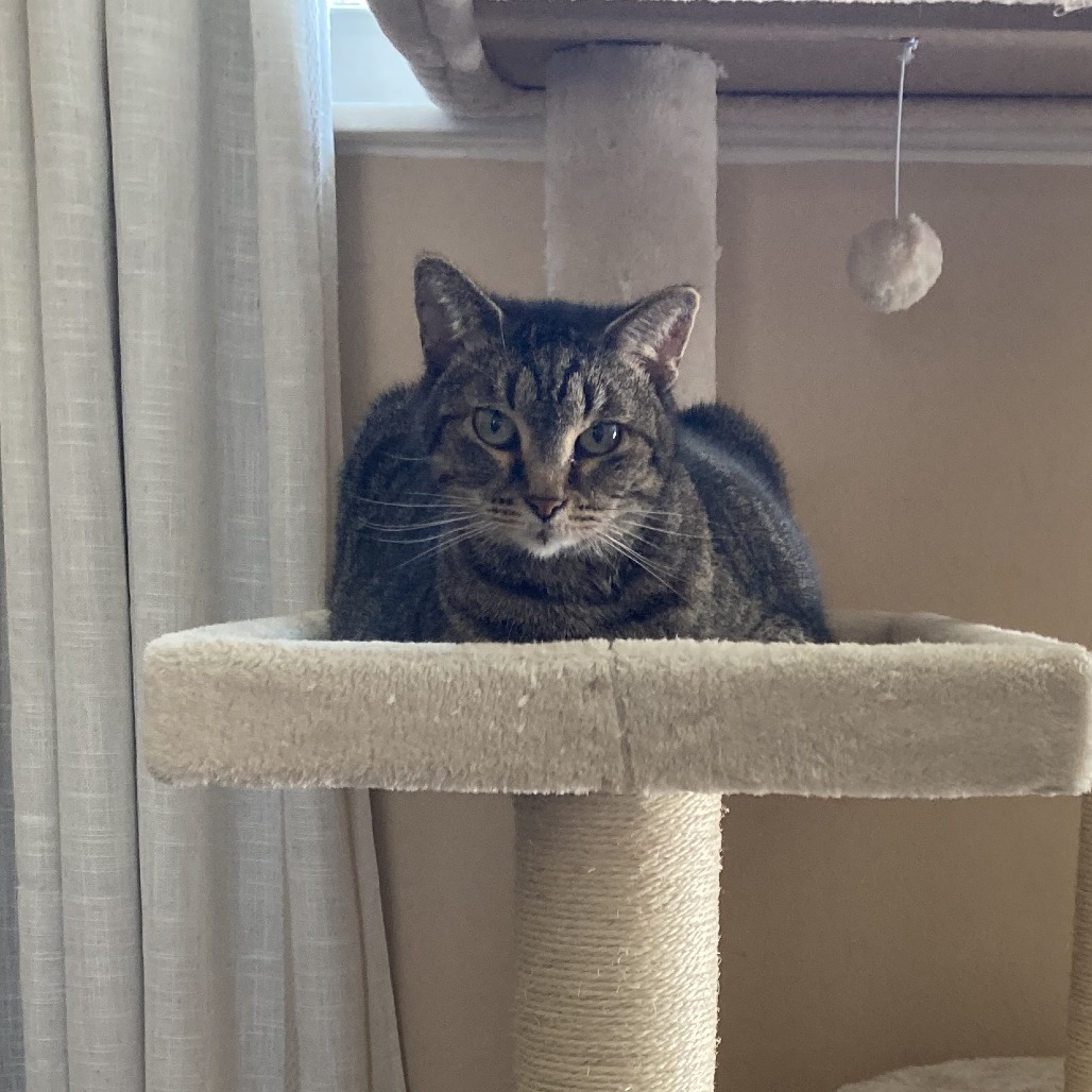 TAMMY - Domestic Shorthair available for adoption