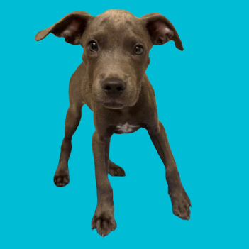 Tusc Stray 81836