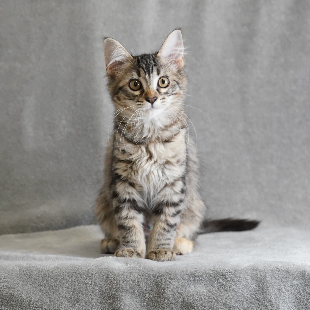 THERESA - Domestic Medium Hair for adoption in Sunnyvale