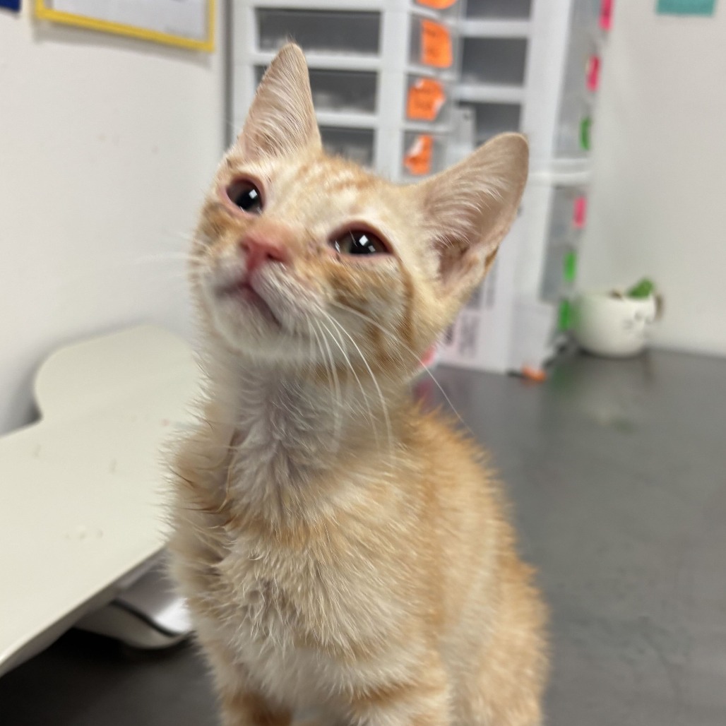 ANT - Domestic Shorthair available for adoption