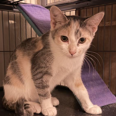 Dolly, available for adoption