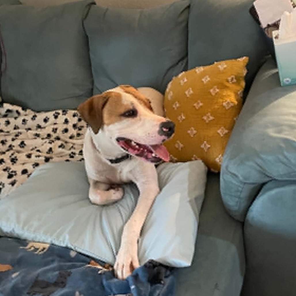 Photo of Buddy "Bohdi"