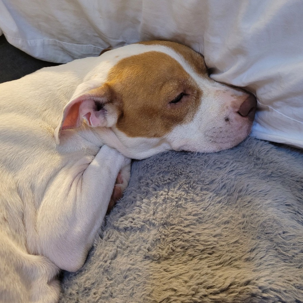 Athena 07-0806, photo 4