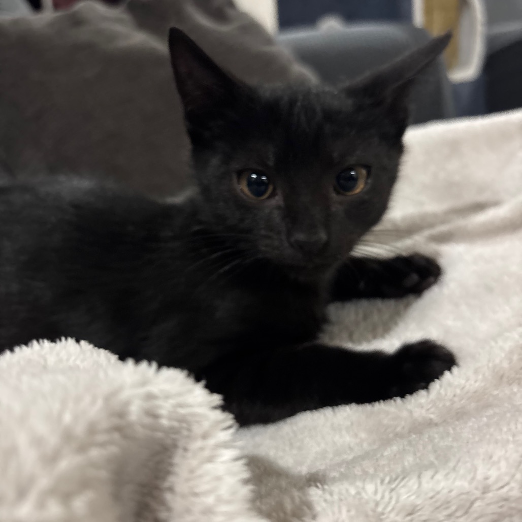 BROWNIE - Domestic Shorthair available for adoption