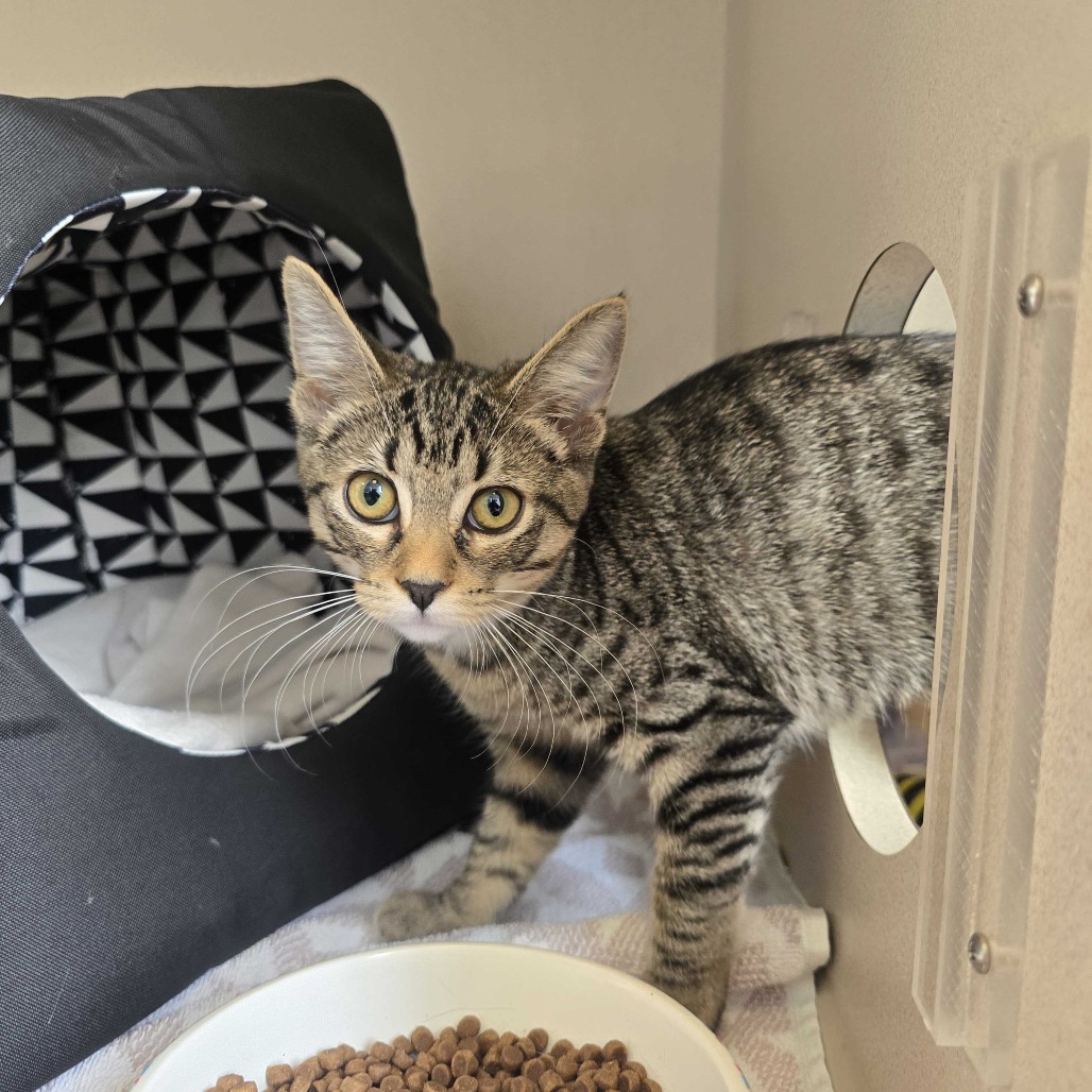 Laura - Domestic Shorthair