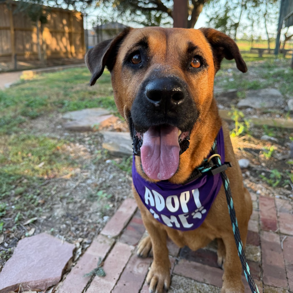 STEPHANIE - Mixed Breed (Medium) available for adoption