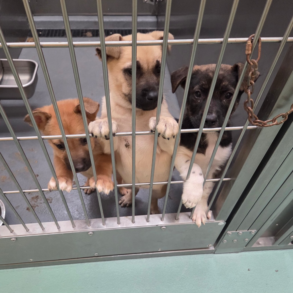 Aiden — thumbnail 2