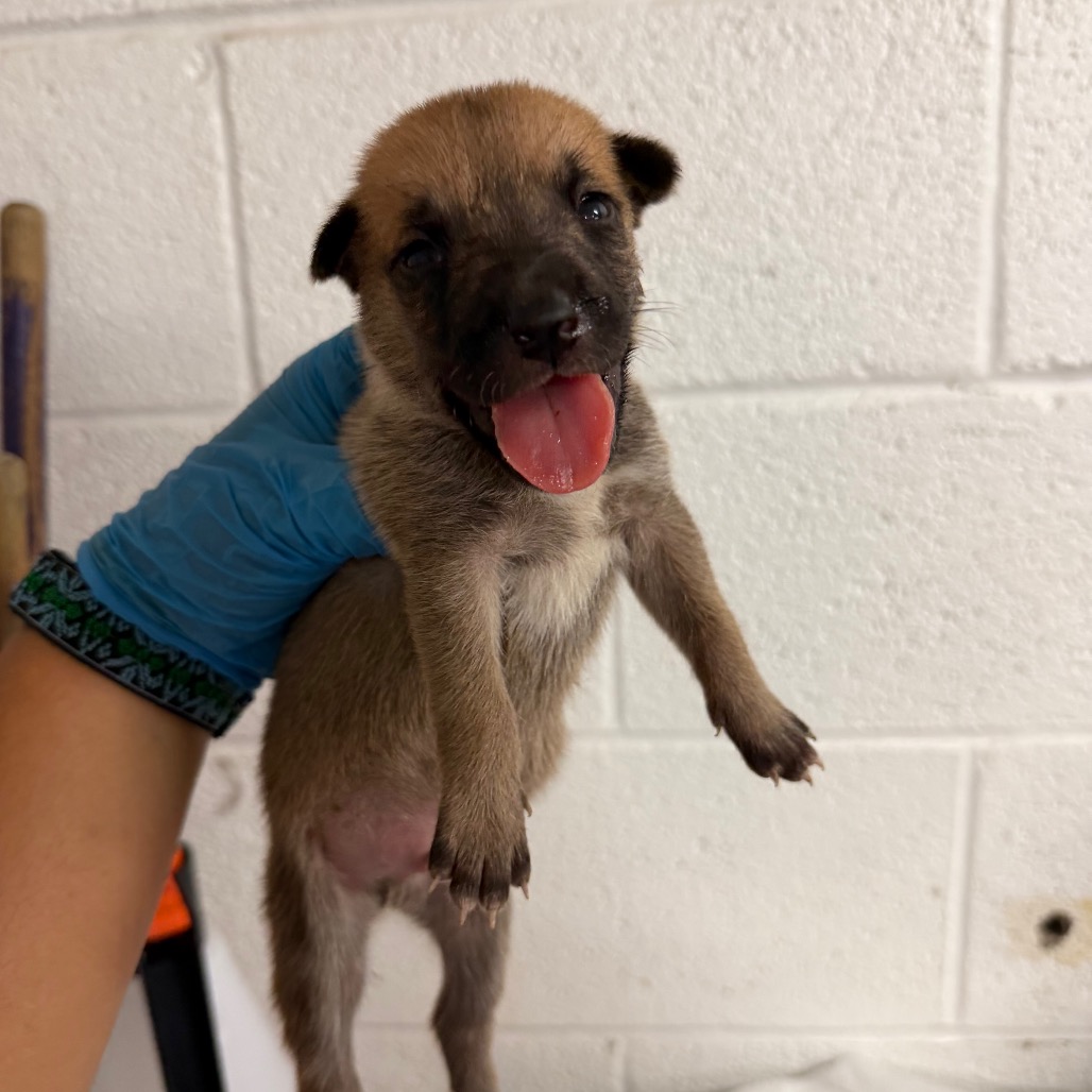 THYME - Shepherd available for adoption
