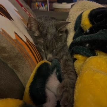 Peanut C12781