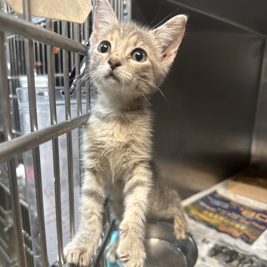 PRISCILLA - Domestic Shorthair available for adoption
