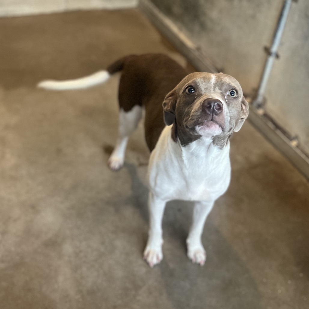 Marigold, available for adoption at PVAS