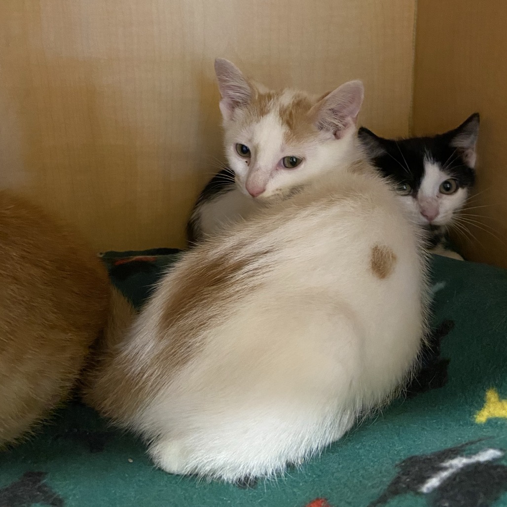 SANTIAGO - Domestic Shorthair available for adoption