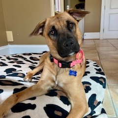 MAPLE - Shepherd / Mixed Breed (Medium) available for adoption