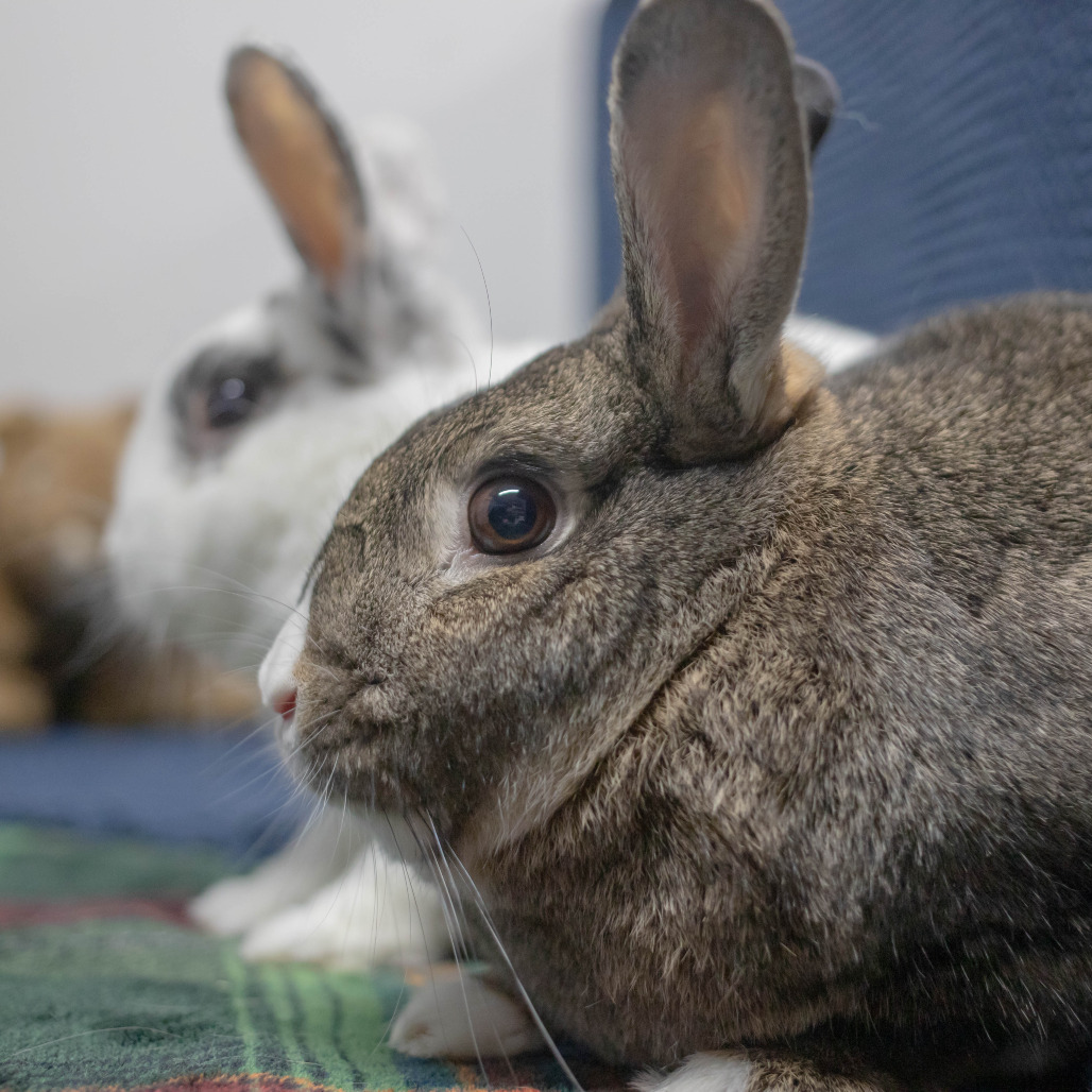 Bowie (bonded to Pippa), photo 8