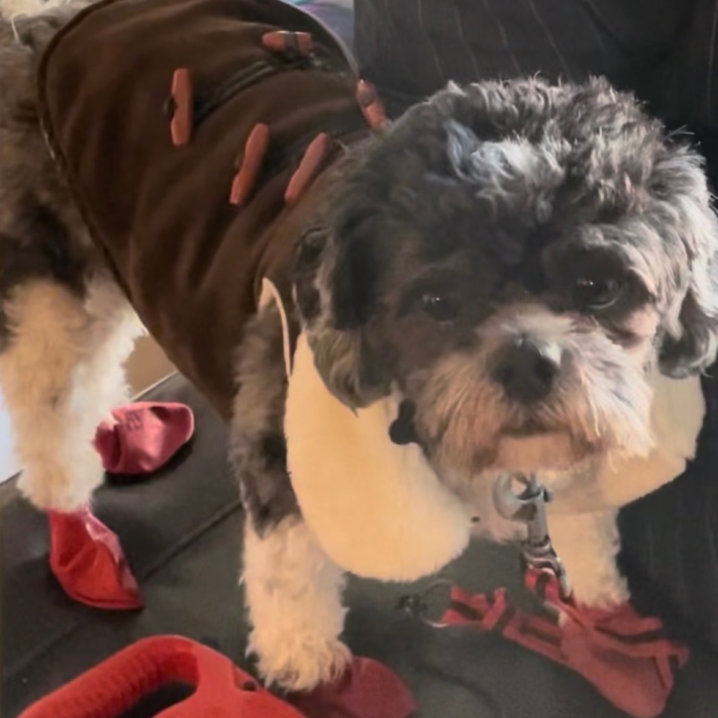 Shih Tzu