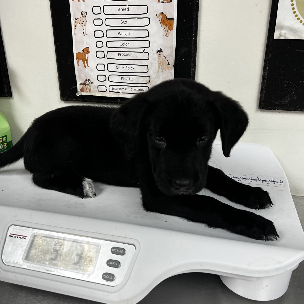 Labrador Retriever