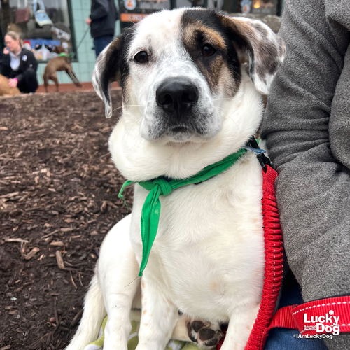 PETEY - Shepherd / Hound, Basset available for adoption