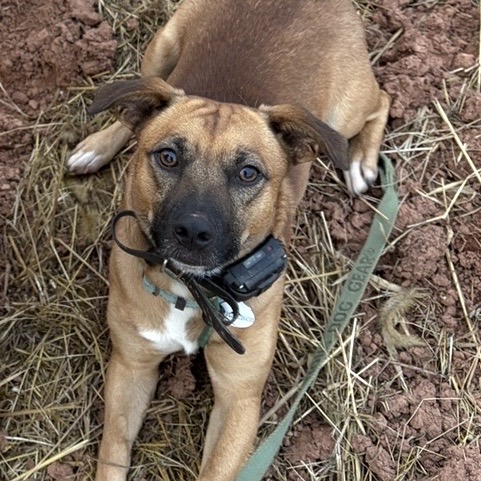 CROUTON - Corgi, Pembroke Welsh / Shepherd available for adoption