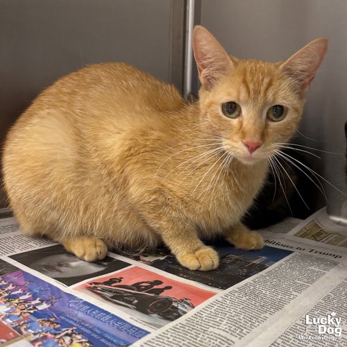 BAMBI - Domestic Shorthair available for adoption