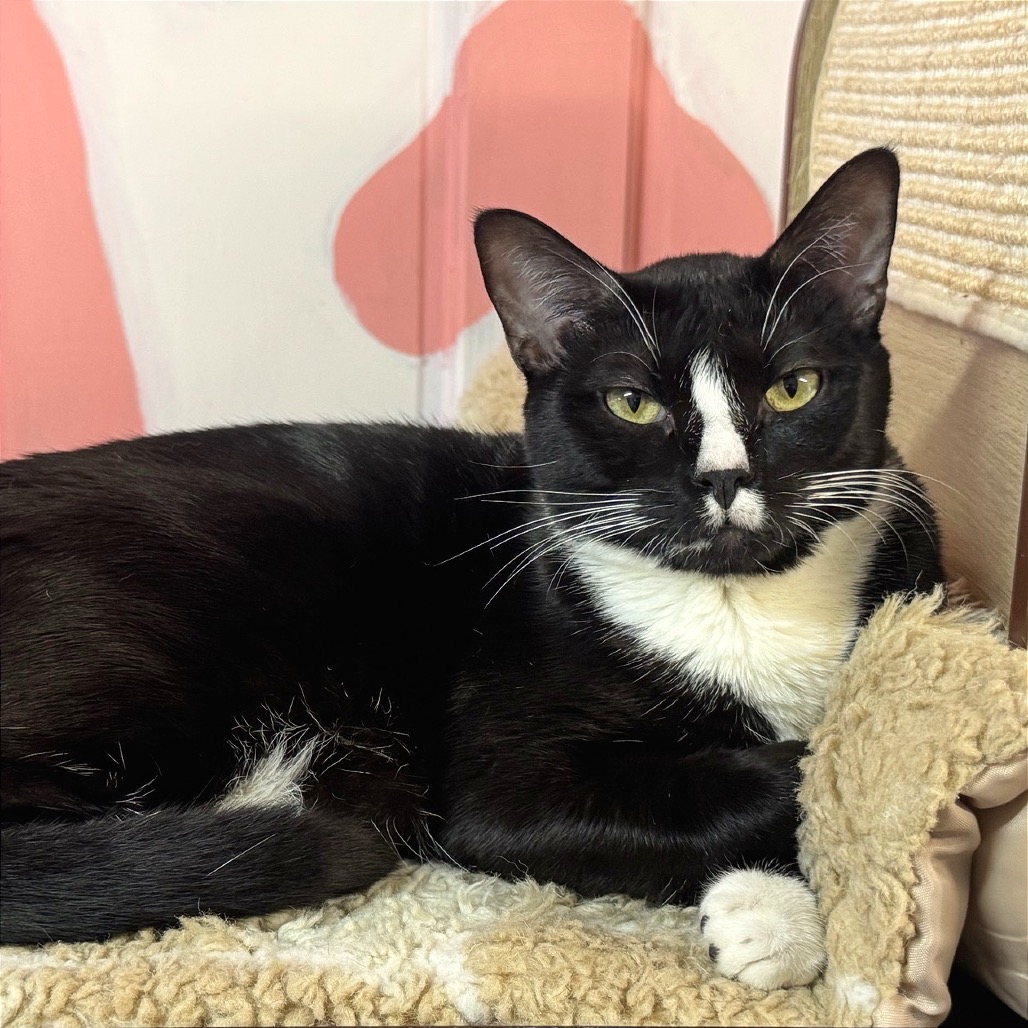 SERGEI BOBROVSKY - Domestic Shorthair available for adoption